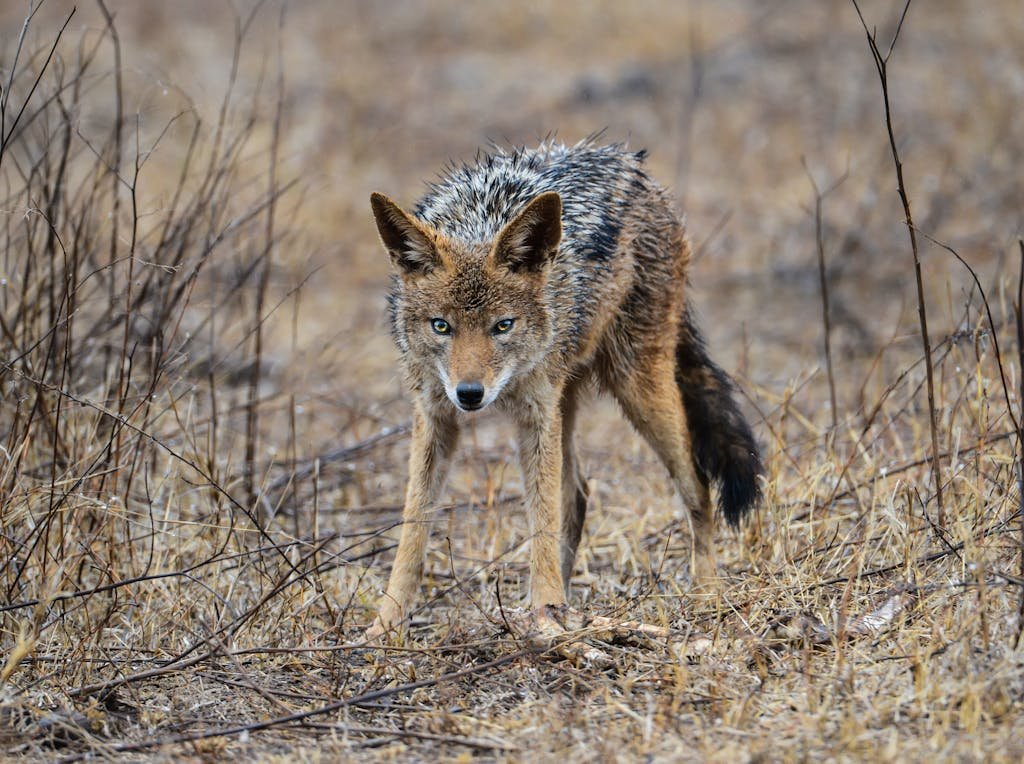 A Coyote on Brown Grass