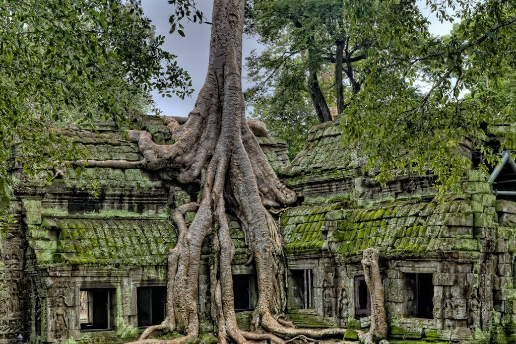 Building With Tree